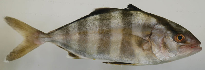Banded Rudderfish