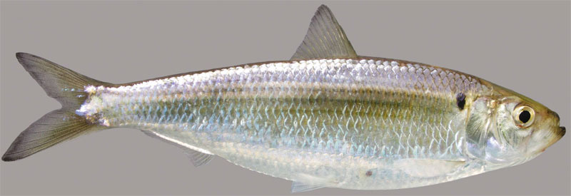 http://fishingstatus.com/portals/0/species/blueback-herring.jpg