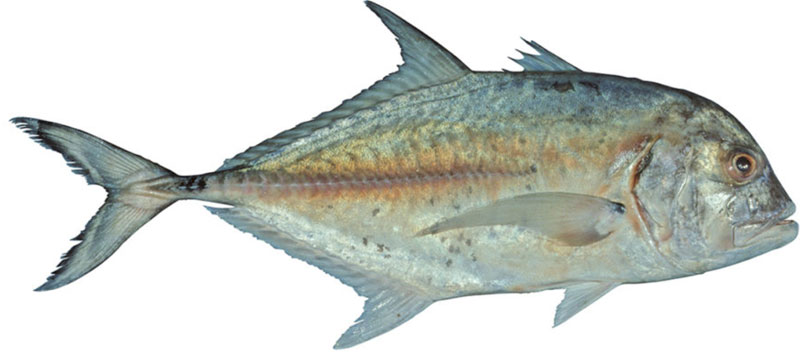 Bluespotted Trevally
