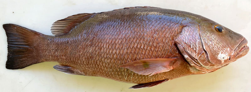 Cubera snapper is the biggest in Florida and a favorite to catch