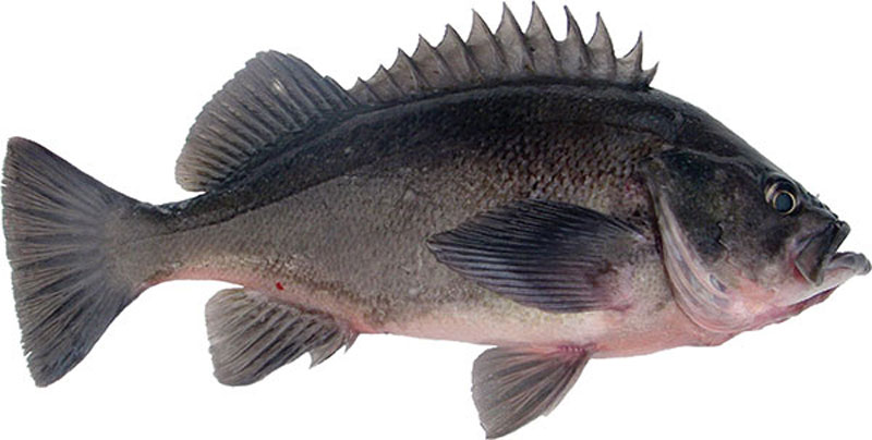 Dark Dusky Rockfish