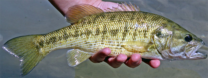Guadalupe Bass