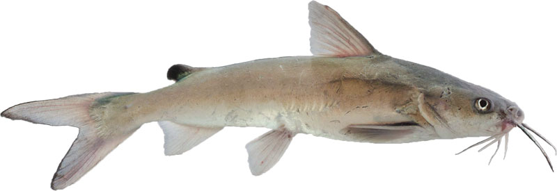 Hardhead Catfish