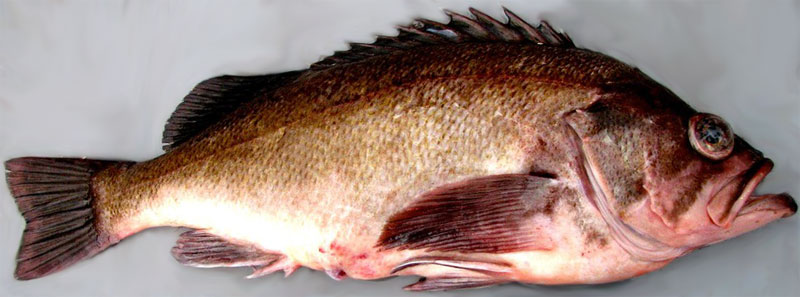 Light Dusky Rockfish