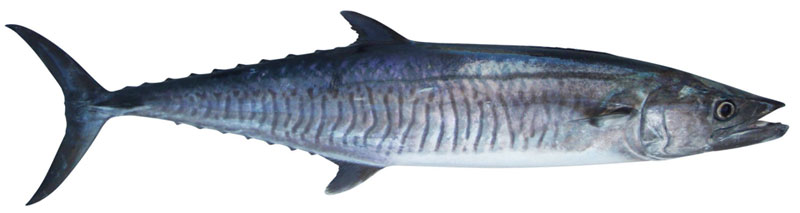 Narrowbarred Mackerel