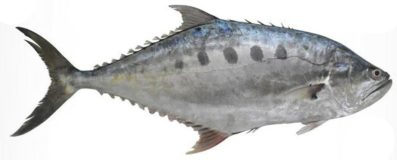 Queenfish