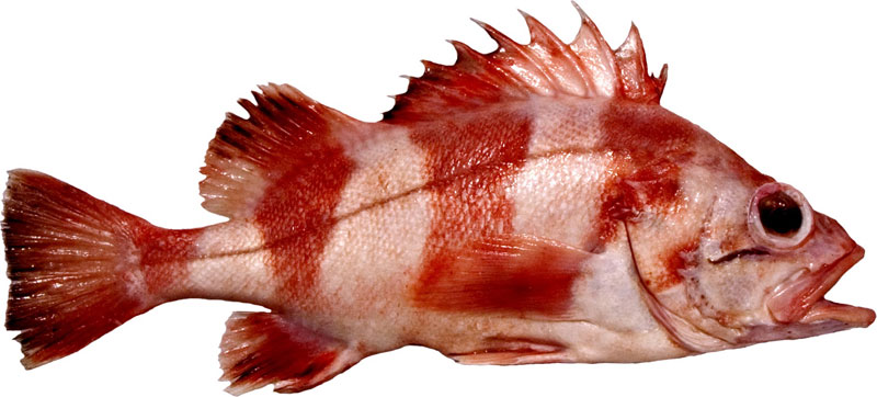 Redbanded Rockfish