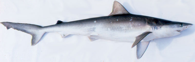 Sharpnose Shark