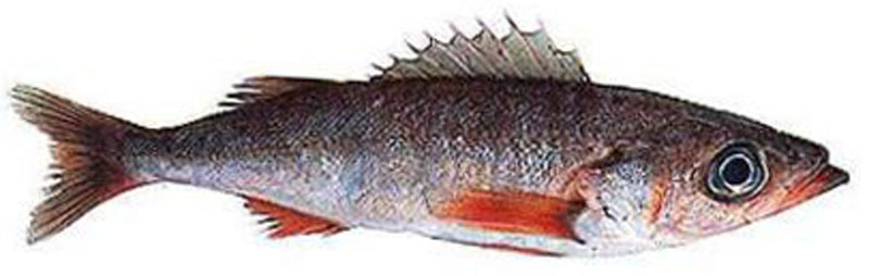 Shortbelly Rockfish