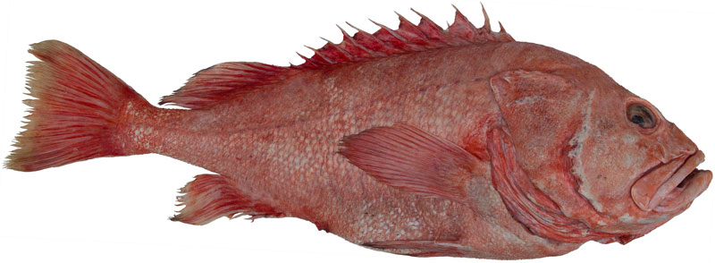 Shortraker Rockfish
