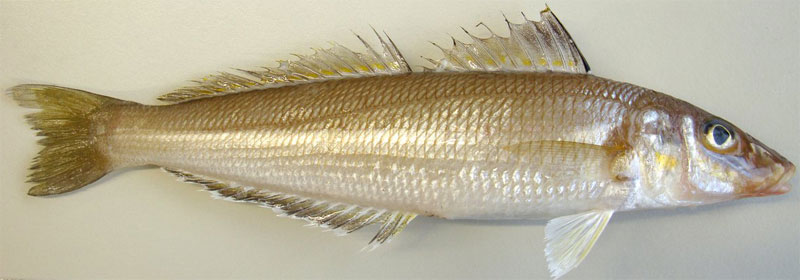 Stout Whiting