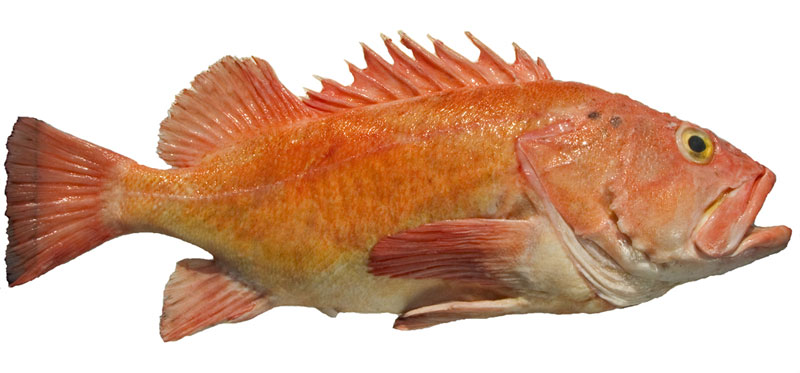Yelloweye Rockfish