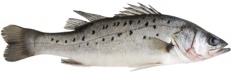 Japanese Sea Bass
